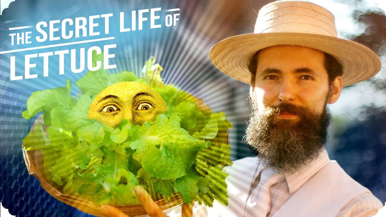 The Secret Life of Lettuce